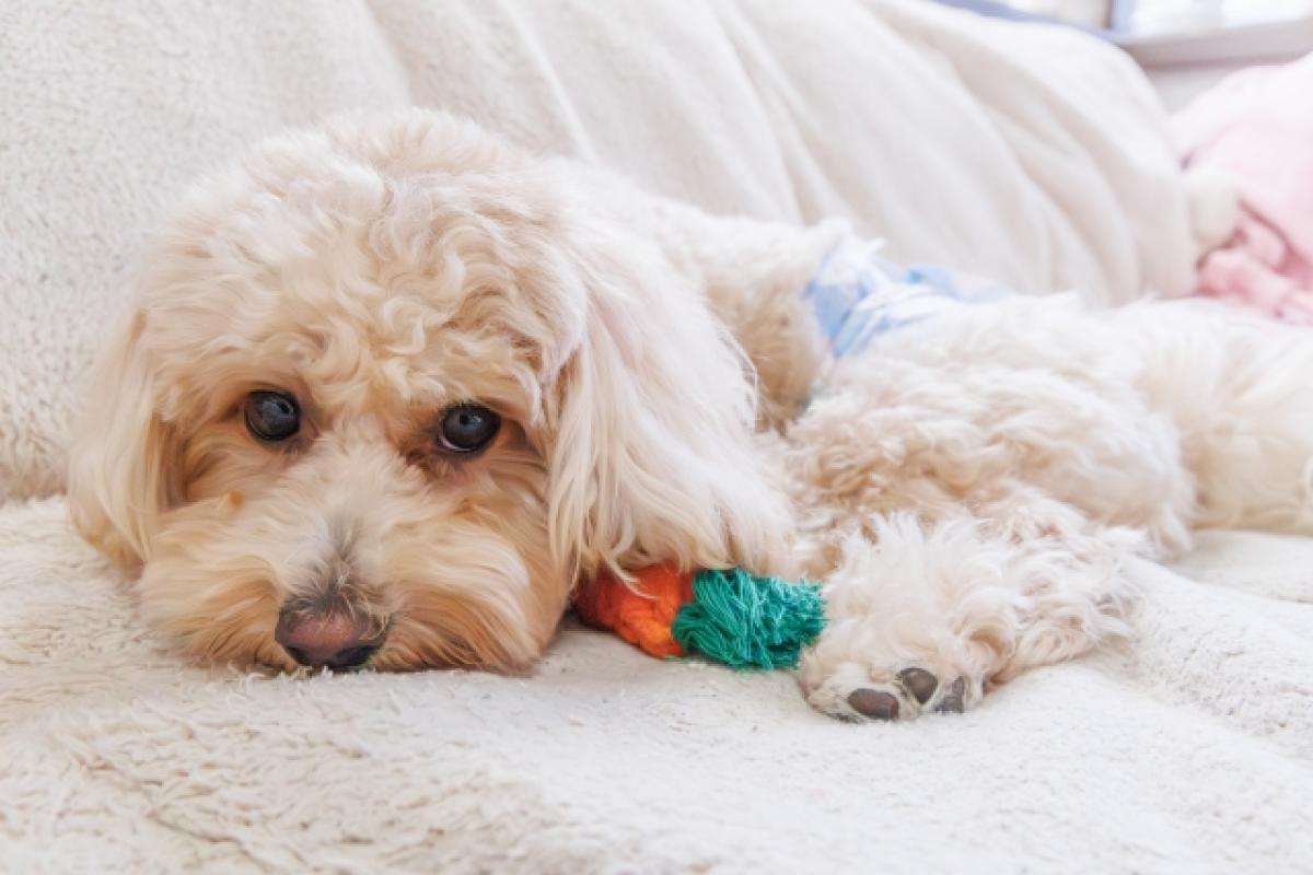 ペットがいる家庭での害虫駆除はどうしたら良い？害虫対策を紹介【動画あり】